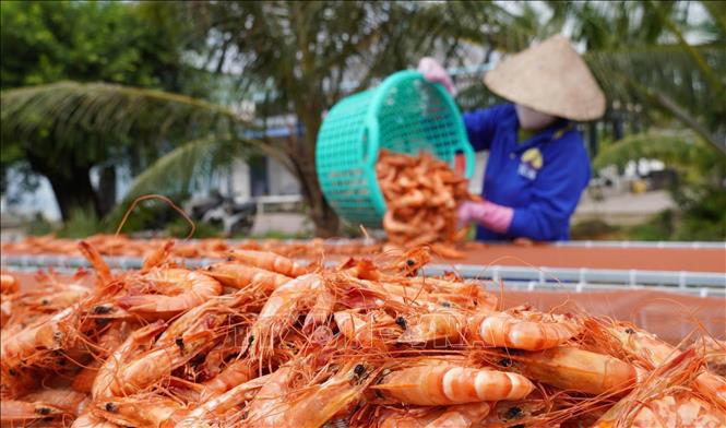 Các hộ dân chế biến khô ở Cà Mau đang tăng tốc sản xuất để kịp cung ứng đặc sản phục vụ nhu cầu tiêu dùng và quà biếu dịp cuối năm. Ảnh: Huỳnh Anh - TTXVN