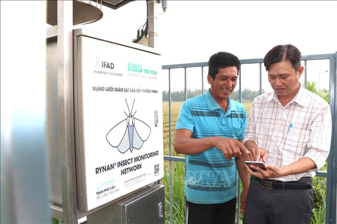 Nông dân xã Tiểu Cần theo dõi sâu rầy qua điện thoại thông minh. Ảnh: Thanh Hòa- TTXVN