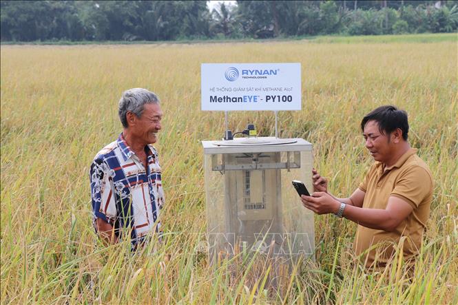 Ruộng lúa trong mô hình lúa chất lượng cao, phát thải thấp của hợp tác xã nông nghiệp Phước Hảo, xã Hưng Mỹ được lắp đặt hệ thống giám sát khí methane quản lý bằng điện thoại thông minh. Ảnh: Thanh Hòa- TTXVN