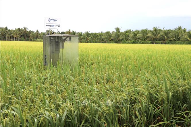 Ruộng lúa tham gia Đề án của Hợp tác xã nông nghiệp Phát Tài, xã Châu thành được hỗ trợ lắp đặt hệ thống giám sát khí thải methane. Ảnh: Thanh Hòa- TTXVN