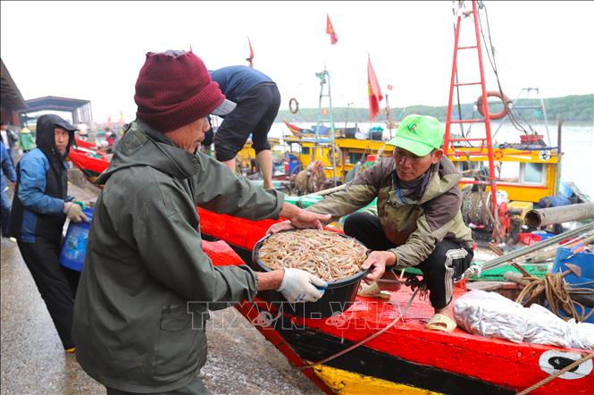 Ngư dân vận chuyển những thau đựng đầy tôm biển lên bờ, đây là nguồn nguyên liệu để chế biến loại đặc sản tôm nõn sấy khô, rất được thị trường ưa chuộng dịp Tết. Ảnh: Xuân Tiến - TTXVN 