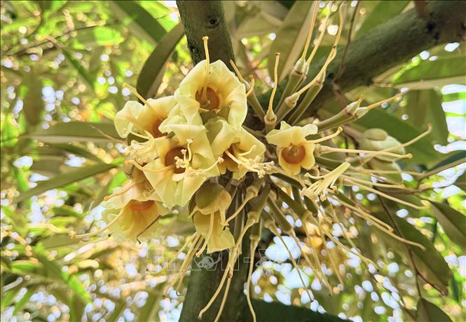 Hoa sầu riêng nở đồng loạt, báo hiệu vụ mùa bội thu đang đến gần. Ảnh: Thanh Sang-TTXVN 