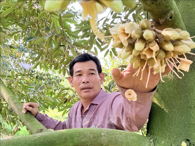 Vườn sầu riêng của anh Nguyễn Văn Dũng (khóm Vĩnh Phú, phường Vĩnh Tế, An Giang) hoa bắt đầu xổ nhụy. Ảnh: Thanh Sang-TTXVN 