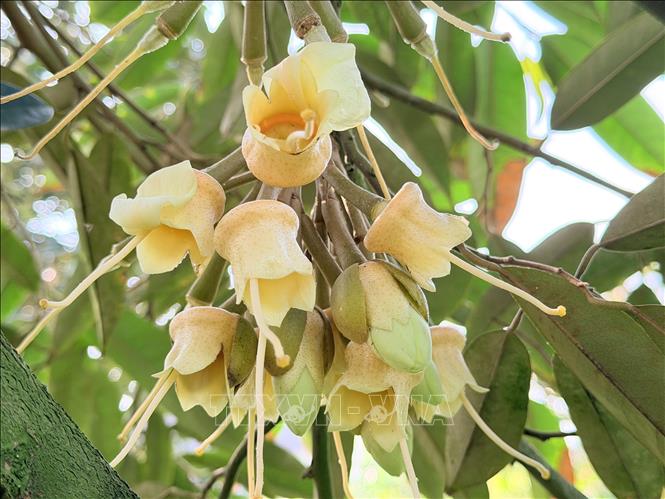 Thời điểm hoa xổ nhụy đòi hỏi điều kiện thời tiết thuận lợi để đậu trái. Ảnh: Thanh Sang-TTXVN 