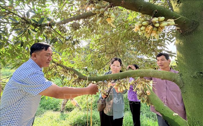 Công đoạn thụ phấn được nhà vườn quan tâm nhằm nâng cao tỷ lệ đậu trái. Ảnh: Thanh Sang-TTXVN 