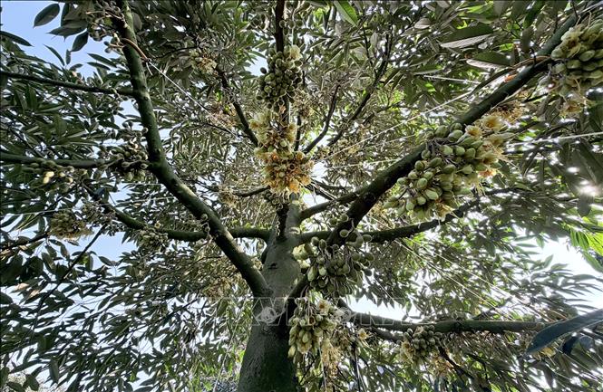 Hoa sầu riêng nở đồng loạt, báo hiệu vụ mùa bội thu đang đến gần. Ảnh: Thanh Sang-TTXVN 