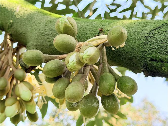 Mùa hoa sầu riêng mang kỳ vọng về vụ thu hoạch đạt năng suất cao cho nông dân An Giang. Ảnh: Thanh Sang-TTXVN 