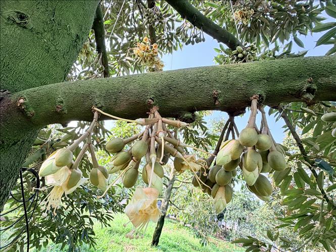 Những chùm hoa sầu riêng trắng ngà, tỏa hương thơm nhẹ đặc trưng. Ảnh: Thanh Sang-TTXVN 
