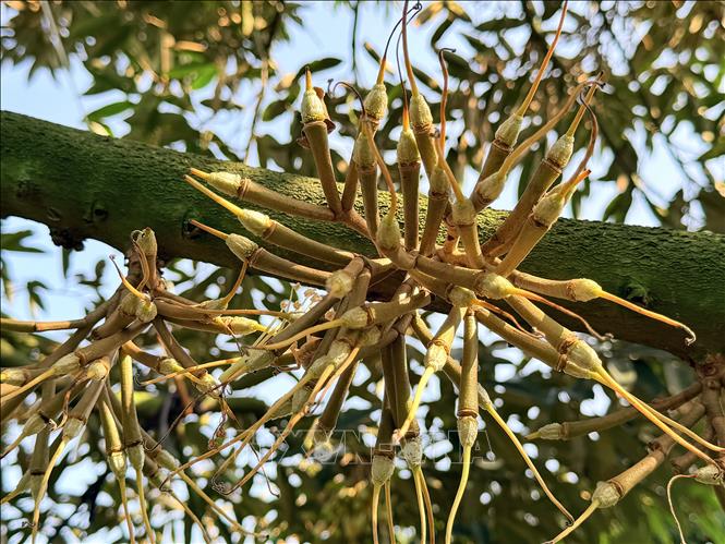 Sầu riêng non thành hình sau khi hoa được thụ phấn thành công, báo hiệu cho một vụ mùa bội thu. Ảnh: Thanh Sang-TTXVN 