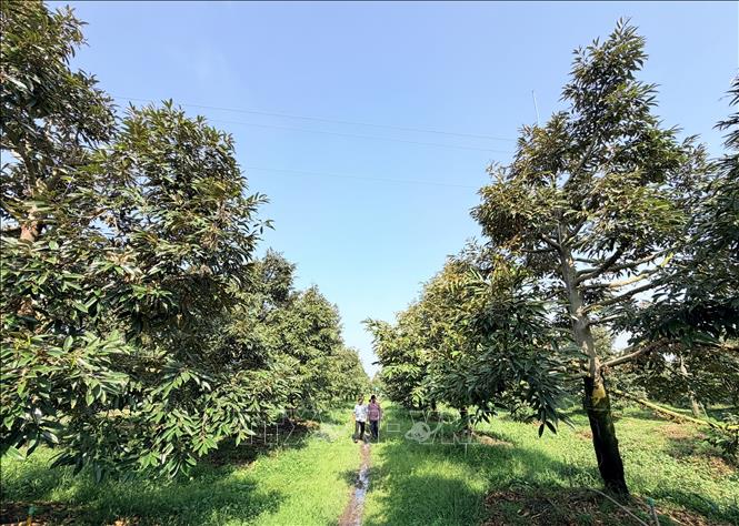 Vườn sầu riêng xanh tốt trong mùa hoa nở tại An Giang. Ảnh: Thanh Sang-TTXVN 