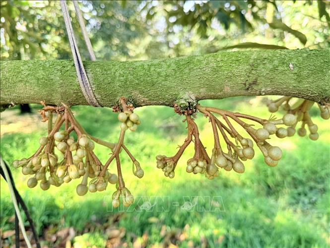 Những búp non hoa sầu riêng bắt đầu xổ nhuỵ. Ảnh: Thanh Sang-TTXVN 