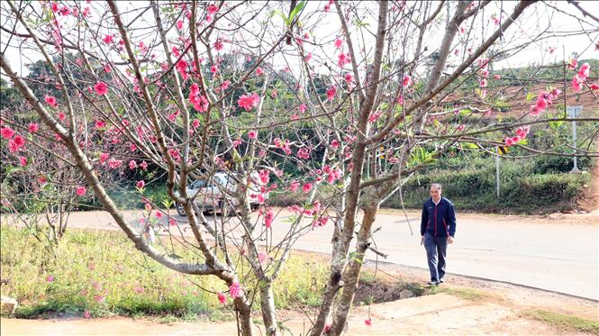 Hoa đào thu hút du khách đến xã vùng cao Hướng Phùng. Ảnh: Hải Âu, Kha Phạm –TTXVN