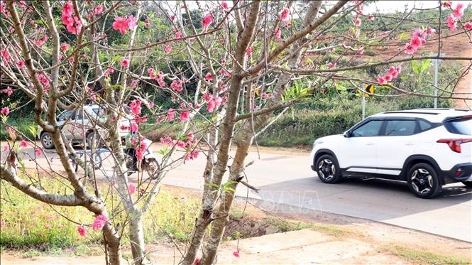 Hoa đào thu hút du khách đến xã vùng cao Hướng Phùng. Ảnh: Hải Âu, Kha Phạm –TTXVN