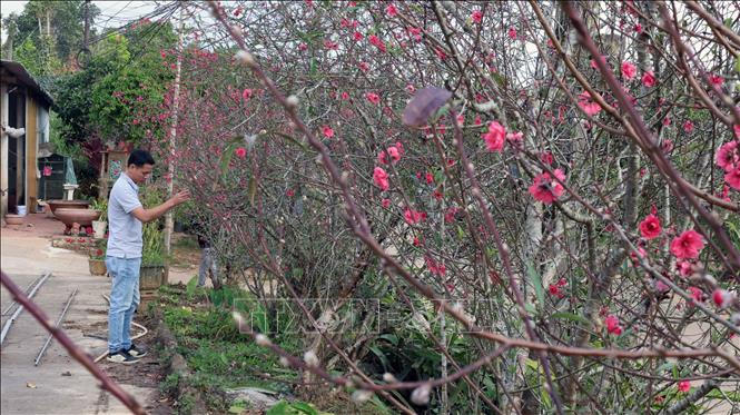 Hoa đào thu hút du khách đến xã vùng cao Hướng Phùng. Ảnh: Hải Âu, Kha Phạm –TTXVN