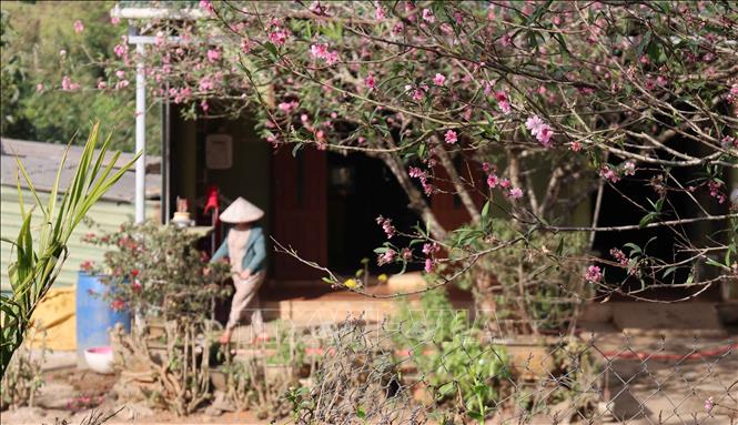 Hoa đào thu hút du khách đến xã vùng cao Hướng Phùng. Ảnh: Hải Âu, Kha Phạm –TTXVN