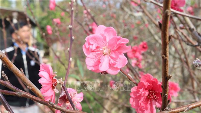 Hoa đào thu hút du khách đến xã vùng cao Hướng Phùng. Ảnh: Hải Âu, Kha Phạm –TTXVN