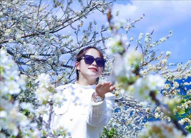 Sắc trắng hoa mận hòa cùng nắng xuân tạo nên khung cảnh lãng mạn, nên thơ. Ảnh: Đinh Thùy - TTXVN