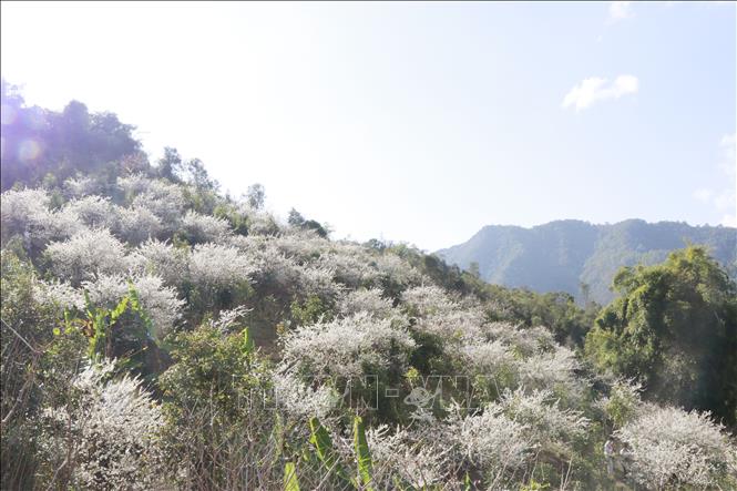 Hoa mận nở trắng trên những triền đồi ở Púng Luông, báo hiệu mùa Xuân về. Ảnh: Đinh Thùy - TTXVN