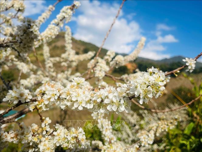 Giữa tiết trời đầu xuân, sắc trắng hoa mận nổi bật trên nền trời xanh, mang vẻ đẹp mộc mạc mà quyến rũ. Ảnh: Đinh Thùy - TTXVN