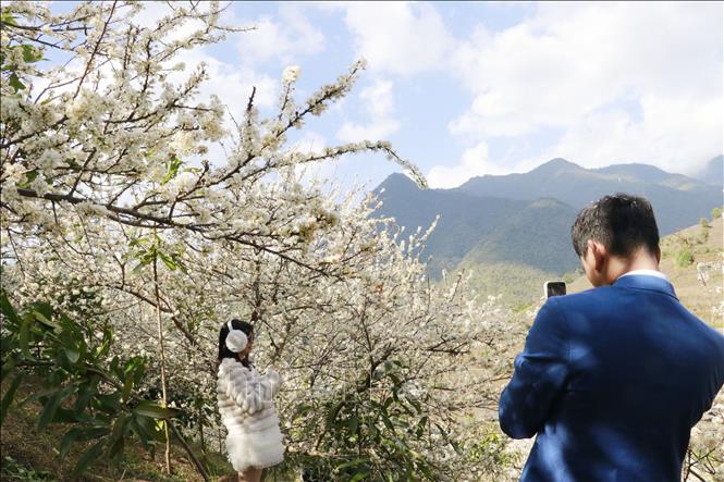 Những ngày này, du khách tìm về thôn Làng Sang, xã Púng Luông để chụp ảnh bên vườn mận. Ảnh: Đinh Thùy - TTXVN