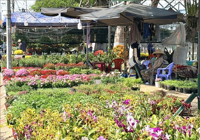 Các gian hàng hoa, cây kiểng được bày bán dọc các tuyến phố Long Xuyên, tạo nên không khí Xuân rộn ràng. Ảnh: Thanh Sang-TTXVN