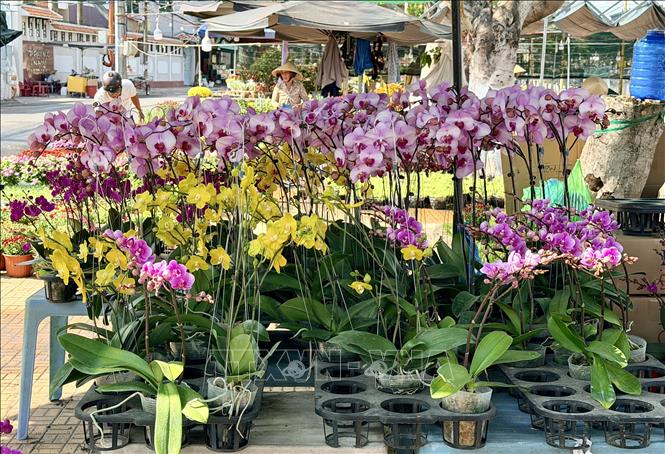 Hoa lan được bán tại chợ hoa Xuân. Ảnh: Thanh Sang-TTXVN 