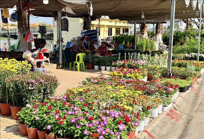 Đa dạng các loại hoa Tết được trưng bày, từ hoa truyền thống đến những giống hoa mới tại chợ hoa Xuân. Ảnh: Thanh Sang-TTXVN