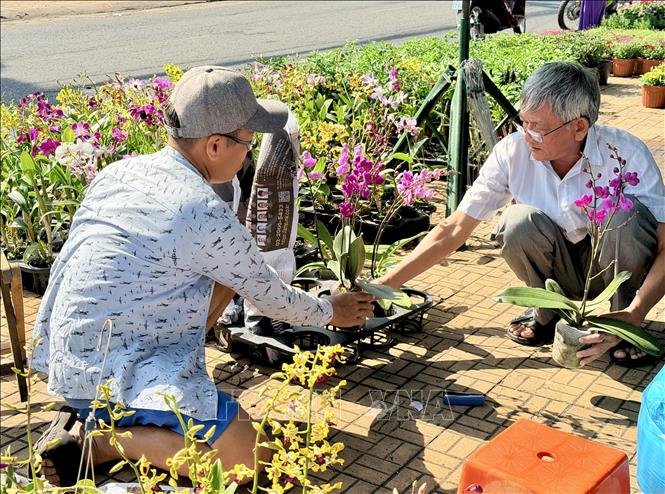 Hoa lan rất được người dân Long Xuyên, An Giang ưa chuộng tại chợ hoa Xuân. Ảnh: Thanh Sang-TTXVN
