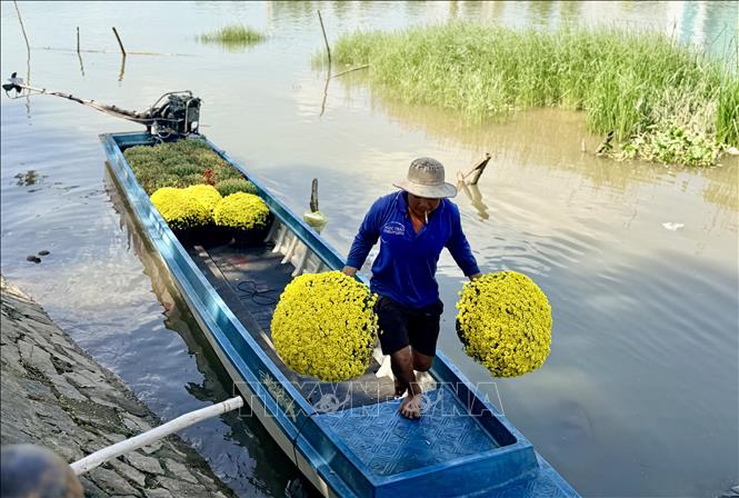 Nhiều nhà vườn từ Đồng Tháp đưa các chậu cúc mâm xôi từ bên kia sông Hậu về chợ hoa Xuân phường Long Xuyên phục vụ người dân mua sắm sớm. Ảnh: Thanh Sang-TTXVN