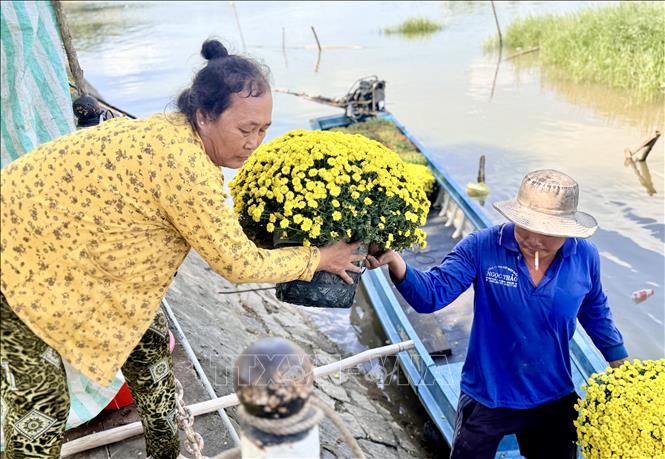 Nhiều nhà vườn từ Đồng Tháp đưa các chậu cúc mâm xôi từ bên kia sông Hậu về chợ hoa Xuân phường Long Xuyên phục vụ người dân mua sắm sớm. Ảnh: Thanh Sang-TTXVN