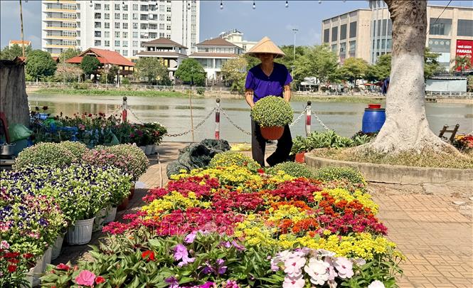Hoa Xuân xuống phố sớm, làm rực rỡ không gian đô thị Long Xuyên (An Giang) những ngày cận Tết. Ảnh: Thanh Sang-TTXVN
