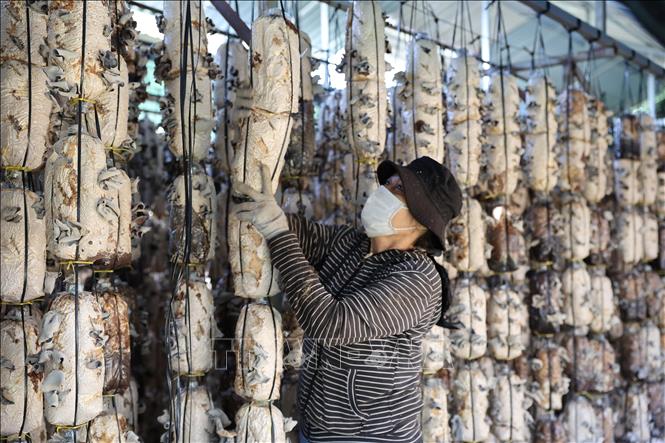 Người dân xã Châu Đức thu hoạch nấm mèo phục vụ thị trường Tết. Ảnh: Hoàng Nhị - TTXVN.