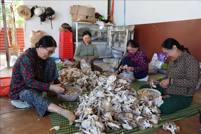 Nấm bào ngư những ngày cận Tết đang rất hút hàng. Ảnh: Hoàng Nhị - TTXVN.