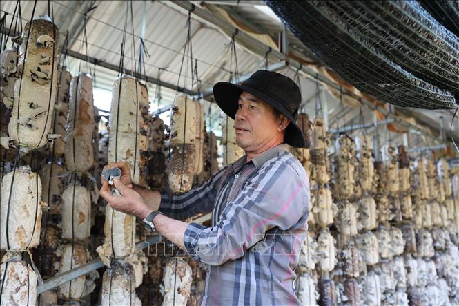 Ông Vũ Văn Khánh, xã Châu Đức, trồng 39 trại nấm rơm, dự kiến thu về 15 tấn nấm khô. Nấm đang bán có giá cao khiến ông rất phấn khởi. Ảnh: Hoàng Nhị - TTXVN.
