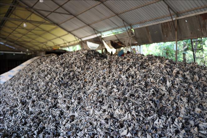 Nấm mèo phơi khô, chuẩn bị đưa đi tiêu thụ. Ảnh: Hoàng Nhị - TTXVN.