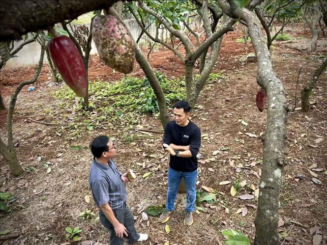 Vườn ca cao của Công ty cổ phần Ca cao – Sôcôla Azzan (phường Buôn Ma Thuột, tỉnh Đắk Lắk), hiện có 27 bộ gen ca cao quý. Ảnh: Kha Phạm - TTXVN