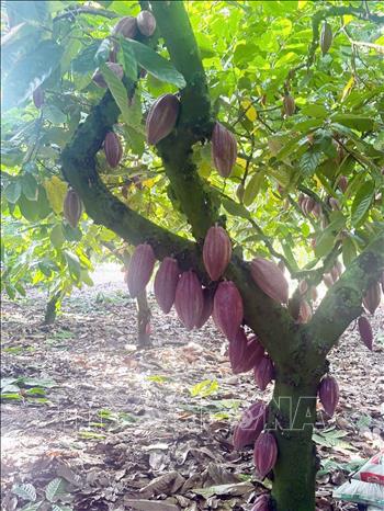 Ca cao trồng xen với nhiều loại cây công nghiệp khác tại Đắk Lắk. Ảnh: Kha Phạm - TTXVN