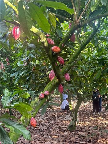 Ca cao trồng xen với nhiều loại cây công nghiệp khác tại Đắk Lắk. Ảnh: Kha Phạm - TTXVN