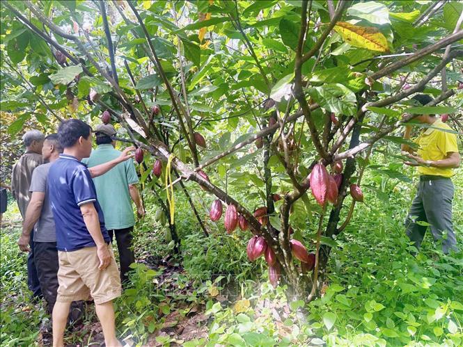 Nông dân tham khảo mô hình trồng ca cao tại Đăk Lắk. Ảnh: Kha Phạm - TTXVN