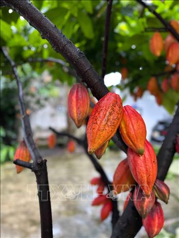 Một trong những giống ca cao quý, được bảo tồn tại Công ty cổ phần Ca cao – Sôcôla Azzan (phường Buôn Ma Thuột, tỉnh Đắk Lắk). Ảnh: Kha Phạm - TTXVN
