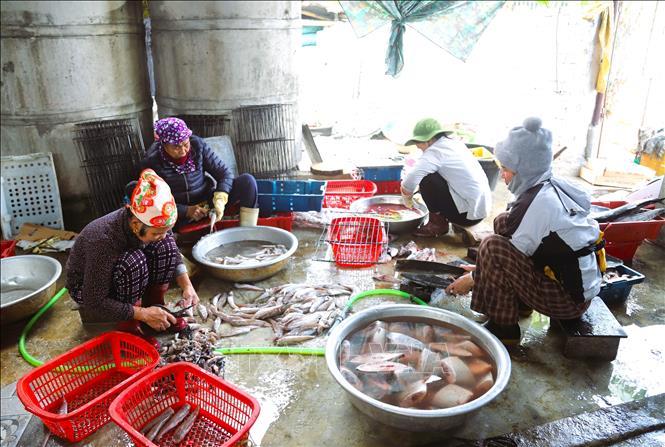 Tùy từng loại cá biển, người dân sẽ cắt vi, vảy, loại bỏ mang, bỏ ruột, chặt thành khúc hoặc để nguyên con. Các công đoạn sơ chế, người làm cá sẽ dùng đến các loại dao, dụng cụ chuyên dùng khác nhau. Ảnh: Xuân Tiến - TTXVN 
