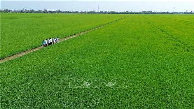 Xã Định Hòa, An Giang có gần 8.000 ha thực hiện Đề án 1 triệu ha lúa chất lượng cao, phát thải thấp. Ảnh: Trần Việt - TTXVN
