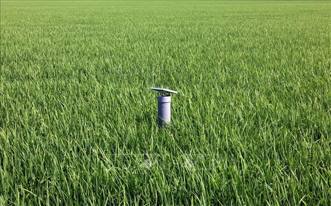 Hệ thống cảm biến mực nước ở ruộng lúa trong Đề án 1 triệu ha lúa chất lượng cao ở xã Định Hòa, An Giang. Ảnh: Trần Việt - TTXVN