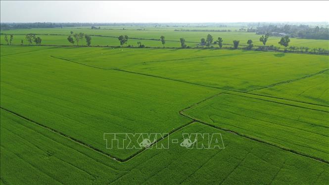 Xã Tân Hiệp, An Giang có hàng ngàn ha lúa trong Đề án 1 triệu ha lúa chất lượng cao. Ảnh: Trần Việt - TTXVN