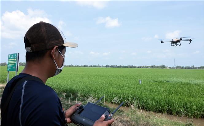 Nông dân HTX Thanh Xuân, xã Định Hòa, An Giang sử dụng thiết bị bay không người lái phun thuốc bảo vệ thực vật, phân bón cho lúa. Ảnh: Trần Việt - TTXVN