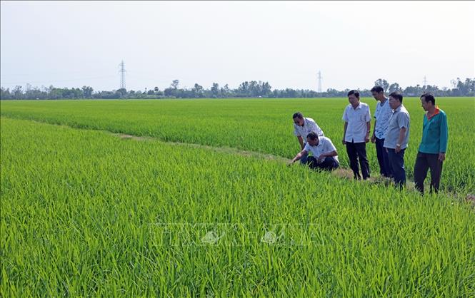 HTX Thanh Xuân, xã Định Hòa, An Giang có 144 ha lúa thực hiện Đề án 1 triệu ha lúa chất lượng cao, phát thải thấp. Ảnh: Trần Việt - TTXVN