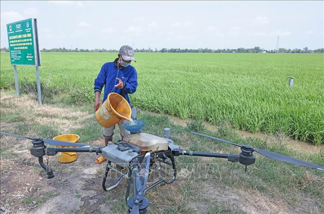 Nông dân HTX Thanh Xuân, xã Định Hòa, An Giang sử dụng thiết bị bay không người lái phun thuốc bảo vệ thực vật, phân bón cho lúa. Ảnh: Trần Việt - TTXVN
