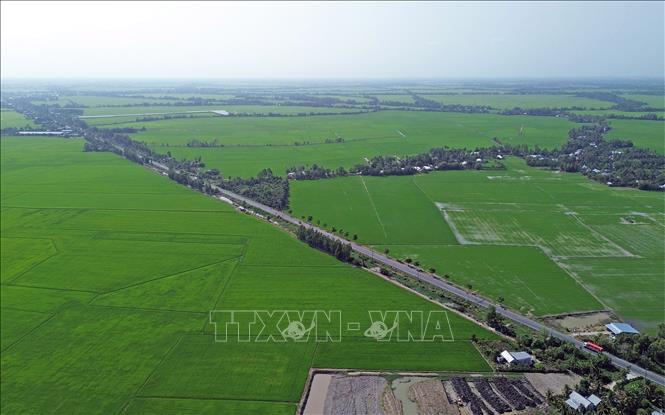 Xã Định Hòa, An Giang có gần 8.000 ha thực hiện Đề án 1 triệu ha lúa chất lượng cao, phát thải thấp. Ảnh: Trần Việt - TTXVN