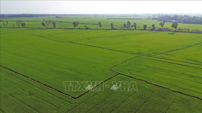 Xã Châu Thành, An Giang có nhiều diện tích thực hiện Đề án 1 triệu ha lúa chất lượng cao. Ảnh: Trần Việt - TTXVN