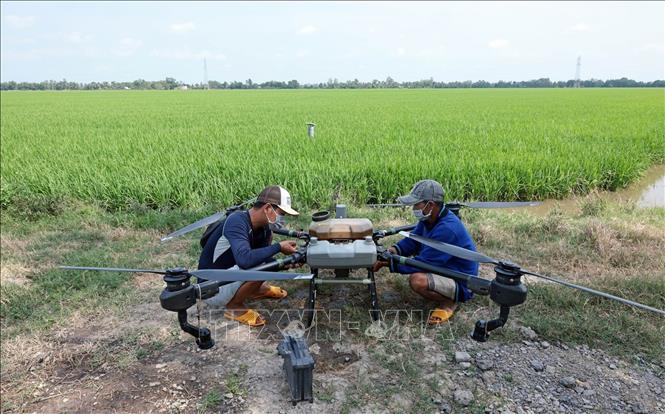 Nông dân HTX Thanh Xuân, xã Định Hòa, An Giang sử dụng thiết bị bay không người lái phun thuốc bảo vệ thực vật, phân bón cho lúa. Ảnh: Trần Việt - TTXVN